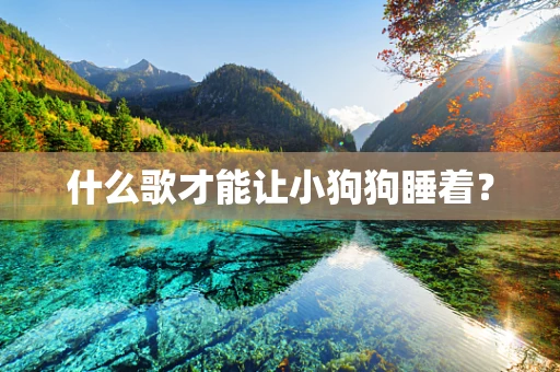 什么歌才能让小狗狗睡着？