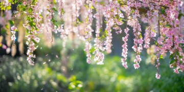 等到花开满枝桠出自哪首歌？