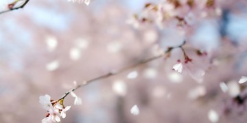 爱会被情伤害这句歌词出自哪首歌？