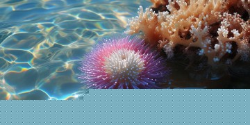 转眼三生看海胆究竟是哪首歌？